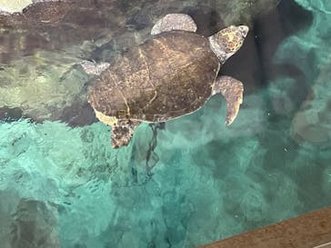 名古屋港水族館に投稿された画像（2022/10/9）