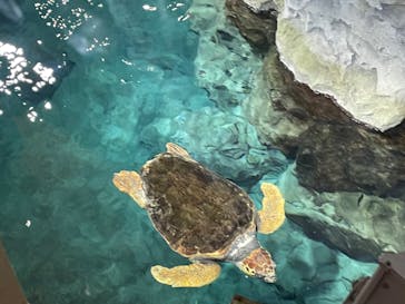 名古屋港水族館に投稿された画像（2022/10/9）