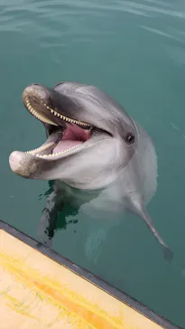 うみたま体験パーク 「つくみイルカ島」に投稿された画像（2022/10/9）