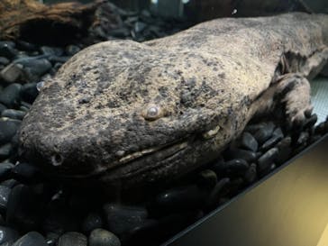 サンシャイン水族館に投稿された画像（2022/10/9）