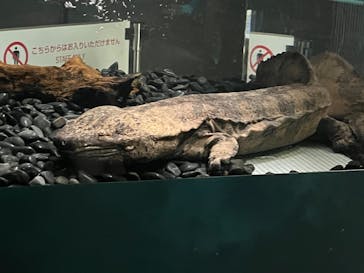 サンシャイン水族館に投稿された画像（2022/10/9）