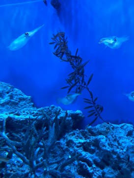 サンシャイン水族館に投稿された画像（2022/10/9）