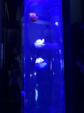 サンシャイン水族館に投稿された画像（2022/10/9）