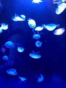 サンシャイン水族館に投稿された画像（2022/10/9）