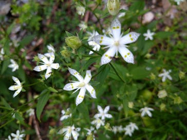 一般社団法人グリーンクリエイティブいなべに投稿された画像（2022/10/9）