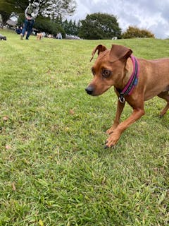 世界の名犬牧場 口コミ一覧 アソビュー