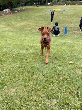 世界の名犬牧場に投稿された画像（2022/10/9）