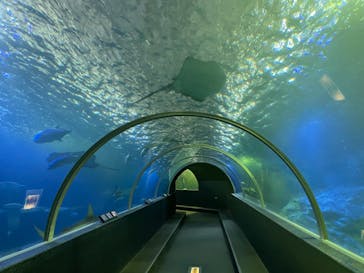 串本海中公園水族館に投稿された画像（2022/10/9）
