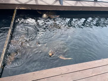 串本海中公園水族館に投稿された画像（2022/10/9）