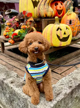 わんダフルネイチャーヴィレッジに投稿された画像（2022/10/9）