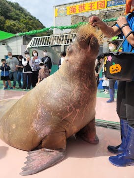 ゼロ距離水族館 伊勢シーパラダイスに投稿された画像（2022/10/9）