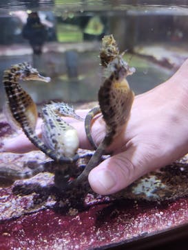 ゼロ距離水族館 伊勢シーパラダイスに投稿された画像（2022/10/9）