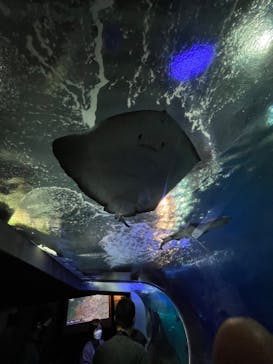 新江ノ島水族館に投稿された画像（2022/10/9）