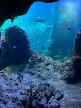 新江ノ島水族館に投稿された画像（2022/10/9）