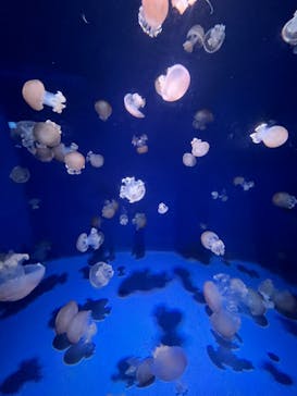 新江ノ島水族館に投稿された画像（2022/10/9）