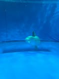 アクアワールド茨城県大洗水族館に投稿された画像（2022/10/10）