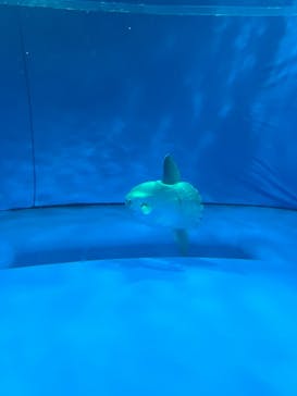 アクアワールド茨城県大洗水族館に投稿された画像（2022/10/9）