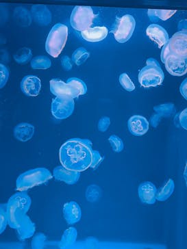 新江ノ島水族館に投稿された画像（2022/10/9）