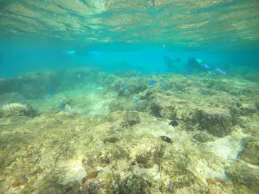 武藤潜水に投稿された画像（2022/10/9）