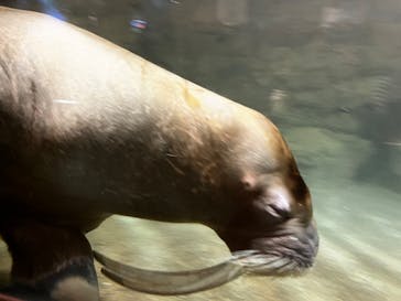 城崎マリンワールドに投稿された画像（2022/10/9）