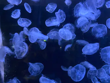 横浜・八景島シーパラダイスに投稿された画像（2022/10/9）