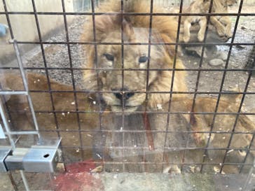 群馬サファリパークに投稿された画像（2022/10/9）