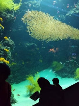 環境水族館アクアマリンふくしまに投稿された画像（2022/10/9）