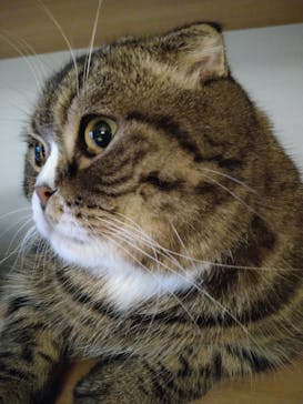 猫カフェモカ　新宿店に投稿された画像（2022/10/9）