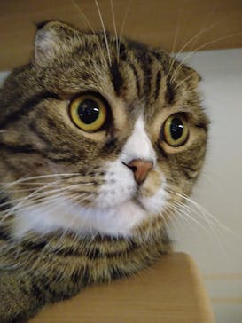 猫カフェモカ　新宿店に投稿された画像（2022/10/9）