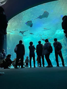 新江ノ島水族館に投稿された画像（2022/10/10）