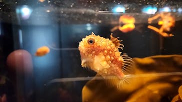 環境水族館アクアマリンふくしまに投稿された画像（2022/10/10）