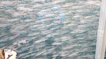 環境水族館アクアマリンふくしまに投稿された画像（2022/10/10）