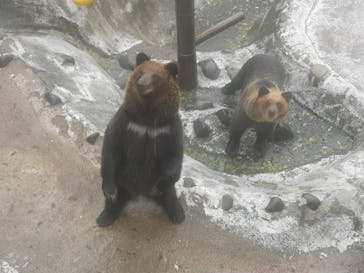 のぼりべつクマ牧場に投稿された画像（2022/10/10）