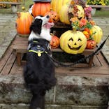 わんダフルネイチャーヴィレッジに投稿された画像（2022/10/10）