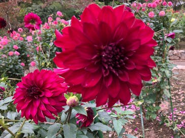 いばらきフラワーパークに投稿された画像（2022/10/10）