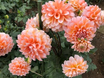 いばらきフラワーパークに投稿された画像（2022/10/10）