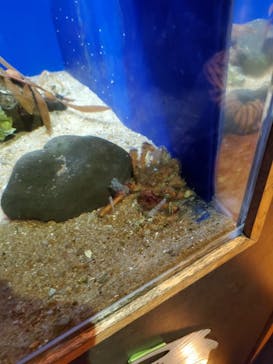 九十九島水族館海きららに投稿された画像（2022/10/10）