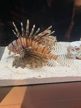 横浜開運水族館 フォーチュンアクアリウムに投稿された画像（2022/10/10）