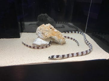 横浜開運水族館 フォーチュンアクアリウムに投稿された画像（2022/10/10）