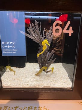 横浜開運水族館 フォーチュンアクアリウムに投稿された画像（2022/10/10）