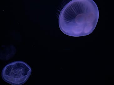 サンシャイン水族館に投稿された画像（2022/10/10）