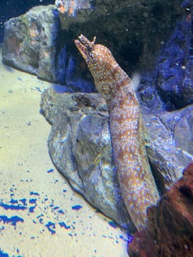 サンシャイン水族館に投稿された画像（2022/10/10）