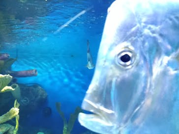 サンシャイン水族館に投稿された画像（2022/10/10）