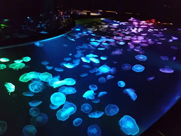 すみだ水族館に投稿された画像（2022/10/10）