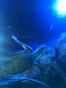 しながわ水族館に投稿された画像（2022/10/10）