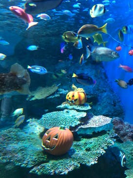 しながわ水族館に投稿された画像（2022/10/10）