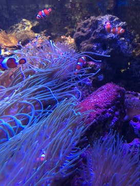 しながわ水族館に投稿された画像（2022/10/10）