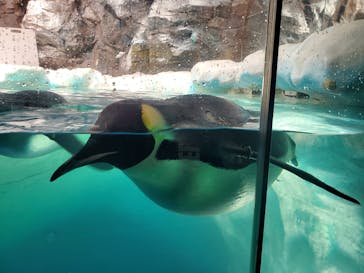 名古屋港水族館に投稿された画像（2022/10/10）