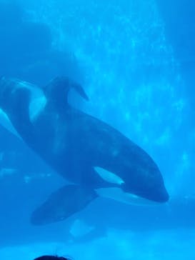 名古屋港水族館に投稿された画像（2022/10/10）