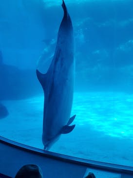 名古屋港水族館に投稿された画像（2022/10/10）